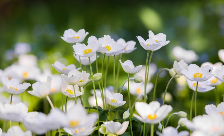 Bellisblomster